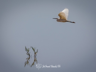 Garceta Grande. Garza Blanca. Ardea Alba