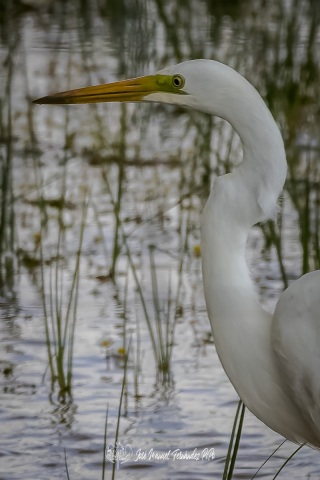 PiPo_356707-CR3_DxO_DeepPRIMErlr