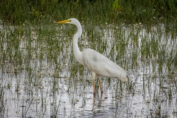 Garceta Grande. Garza Blanca. Ardea Alba.
