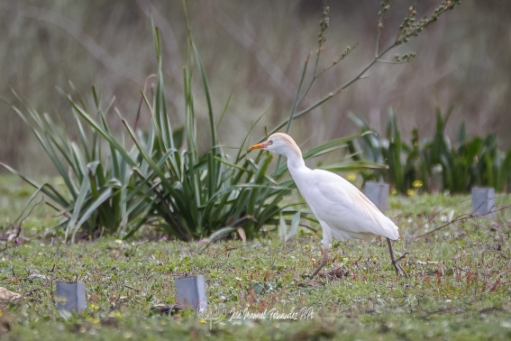 Garcilla Bueyera. Bubulcus Ibis.