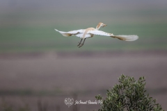 Garcilla Bueyera. Bubulcus Ibis.