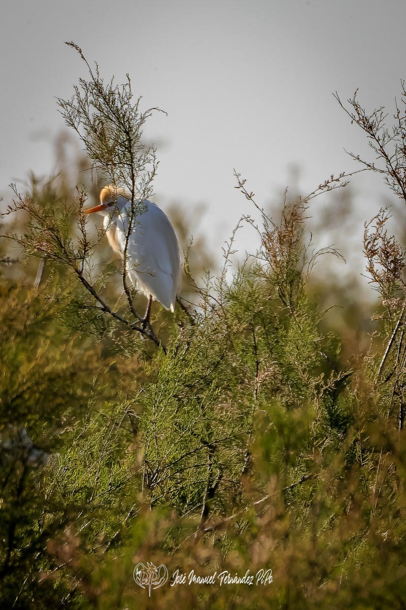 PiPo_320337-CR3_DxO_DeepPRIMErlr