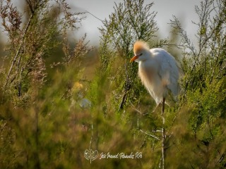 Garcilla Bueyera. Bubulcus Ibis