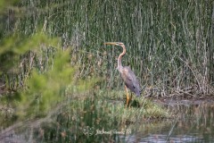 Garza Imperial. Ardea Purpurea.