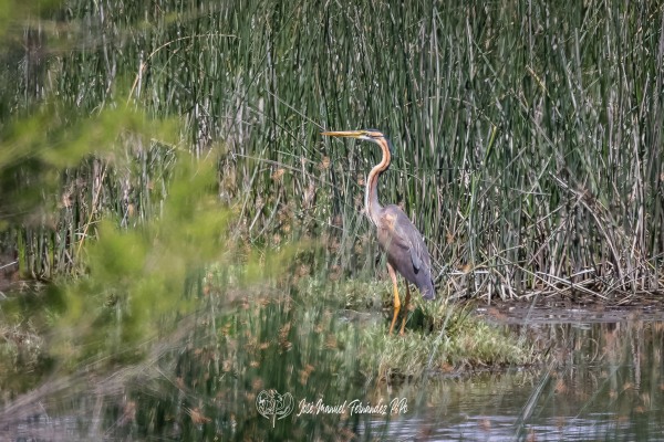 PiPo_354620-CR3_DxO_DeepPRIMErlr