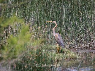 Garza Imperial. Ardea Purpurea