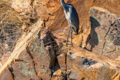 Garza Real. Ardea Cinerea.