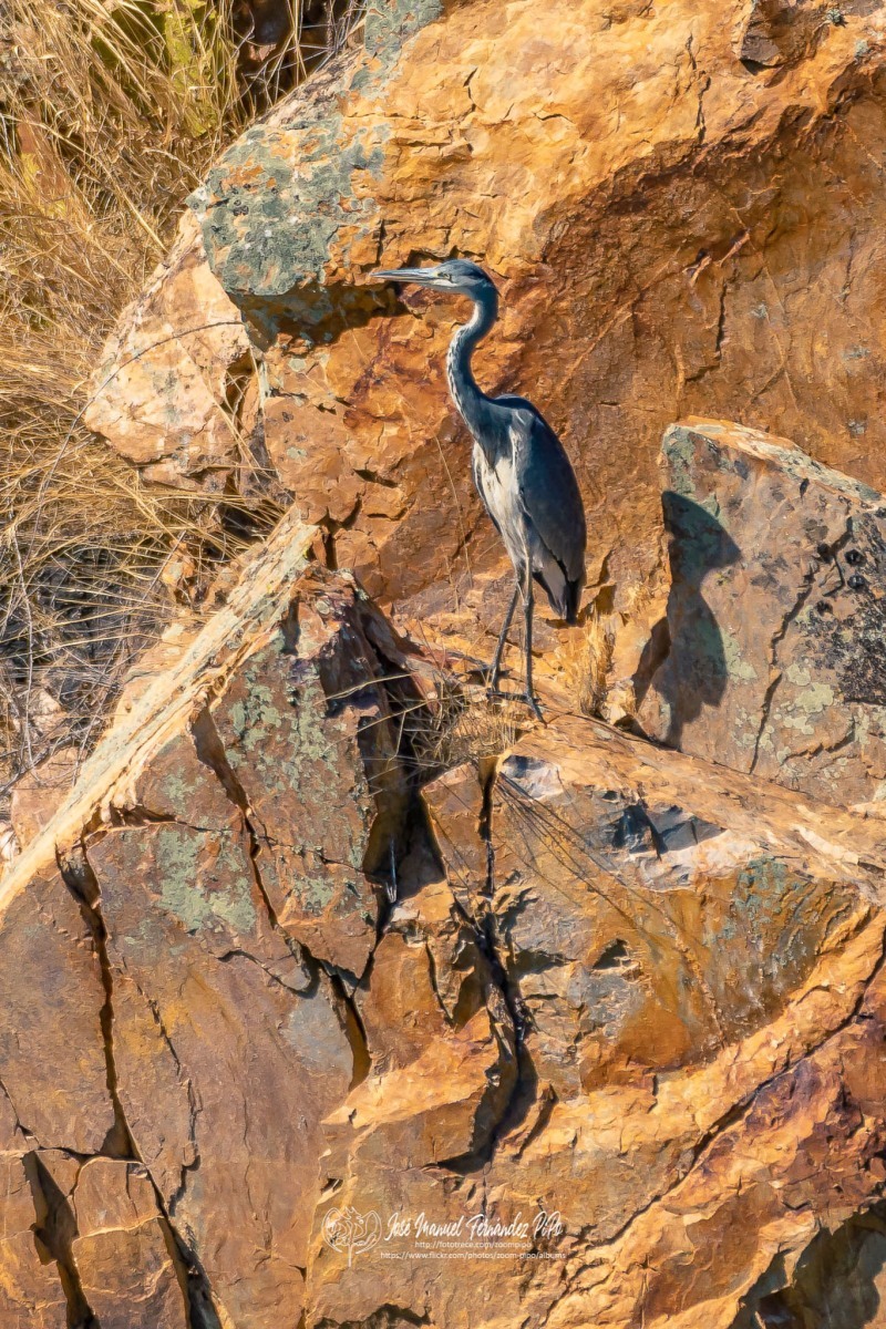 48966753012_a7cc268077_or