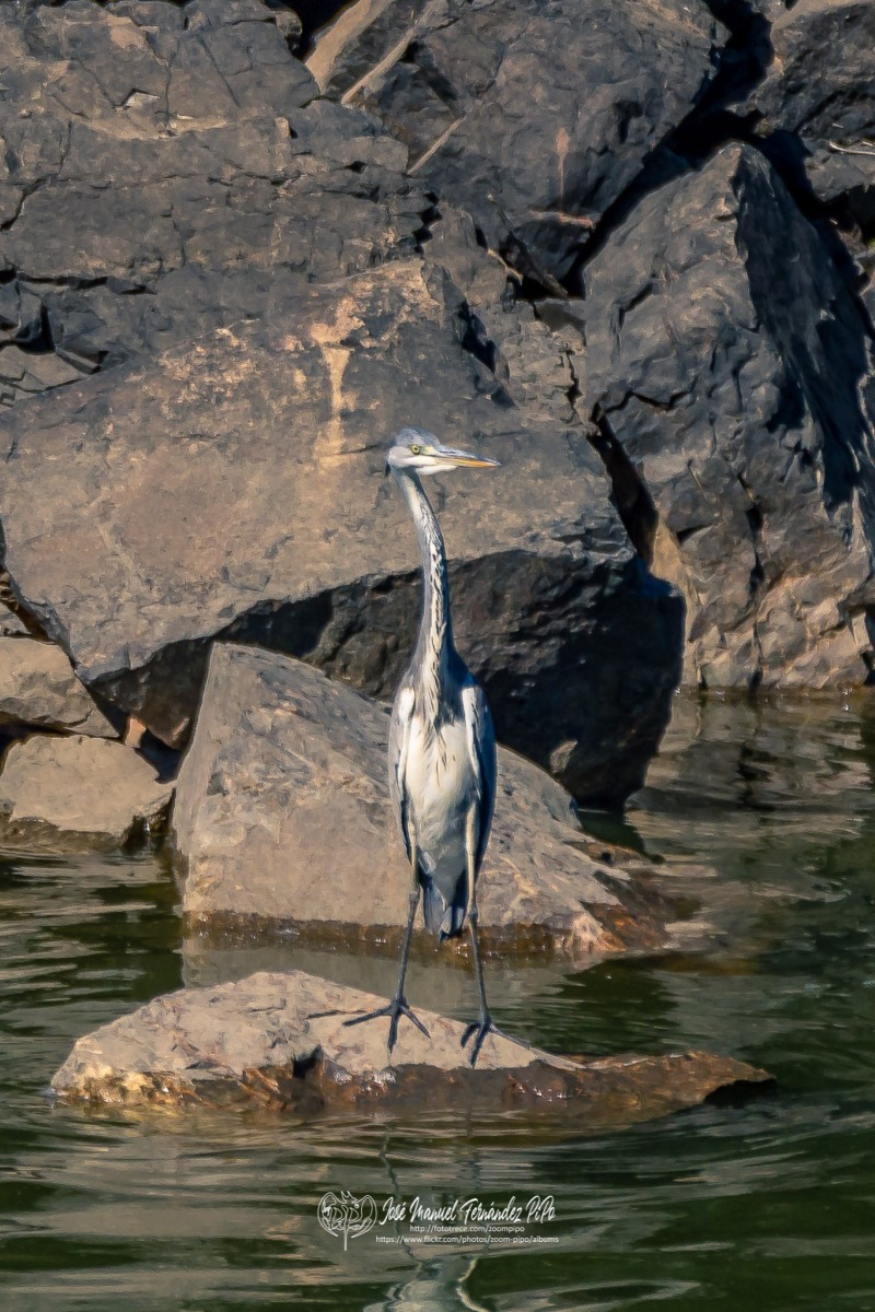 49027969302_2b430b922f_or