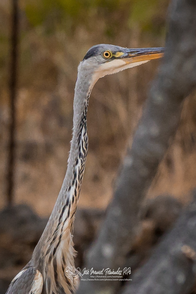 50739005353_1c62ac8e68_or