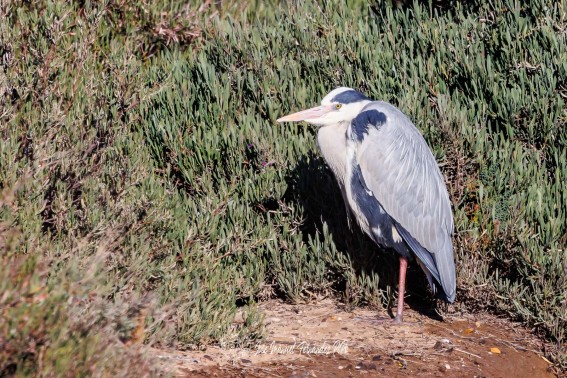 Garza Real. Ardea Cinerea.