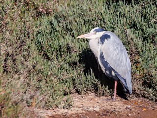 Garza Real. Ardea Cinerea