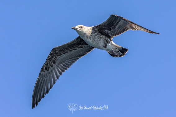 Gaviota Patiamarilla. Larus Michahellis.