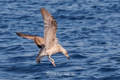 Gaviota Patiamarilla. Larus Michahellis.