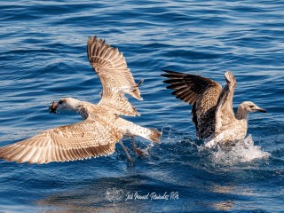 Gaviota Patiamarilla. Larus Michahellis
