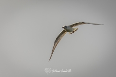 Gaviota Reidora. Chroicocephalus Ridibundus.