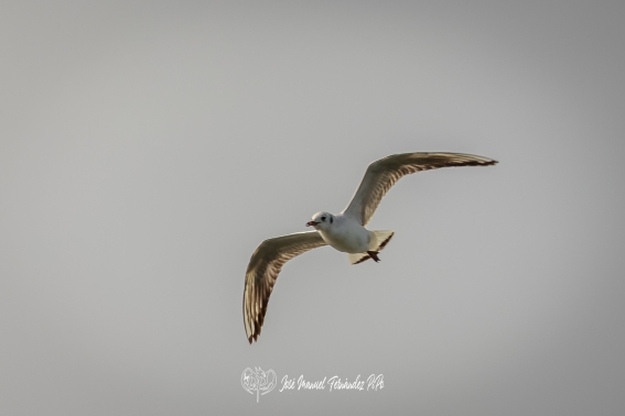 Gaviota Reidora. Chroicocephalus Ridibundus.