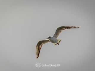 Gaviota Reidora. Chroicocephalus Ridibundus