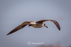 Gaviota Sombria. Larus Fuscus.