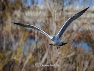 Gaviota Sombria. Larus Fuscus