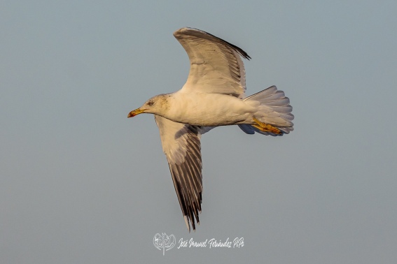 Gaviota Sombria. Larus Fuscus.