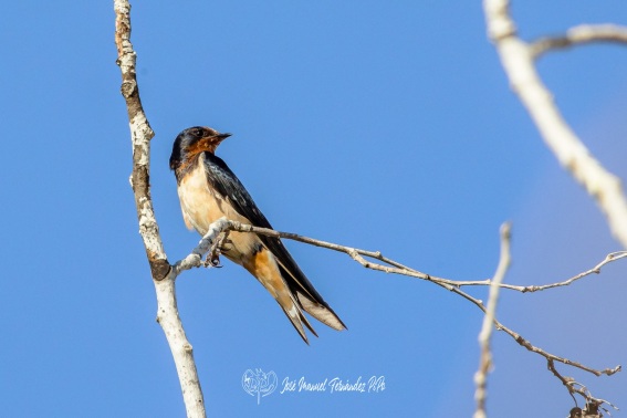 Golondrina Comun. Hirundo Rustica.