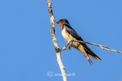 Golondrina Comun. Hirundo Rustica.