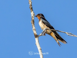 Golondrina Comun. Hirundo Rustica