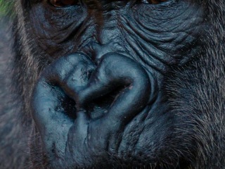 Gorila Occidental de Llanura. Planicie Gorilla