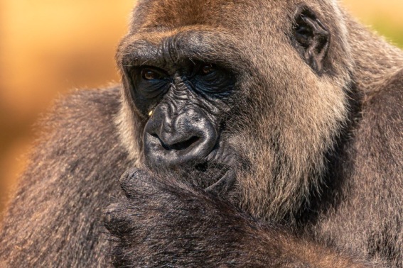 Gorila Occidental de Llanura. Planicie Gorilla.