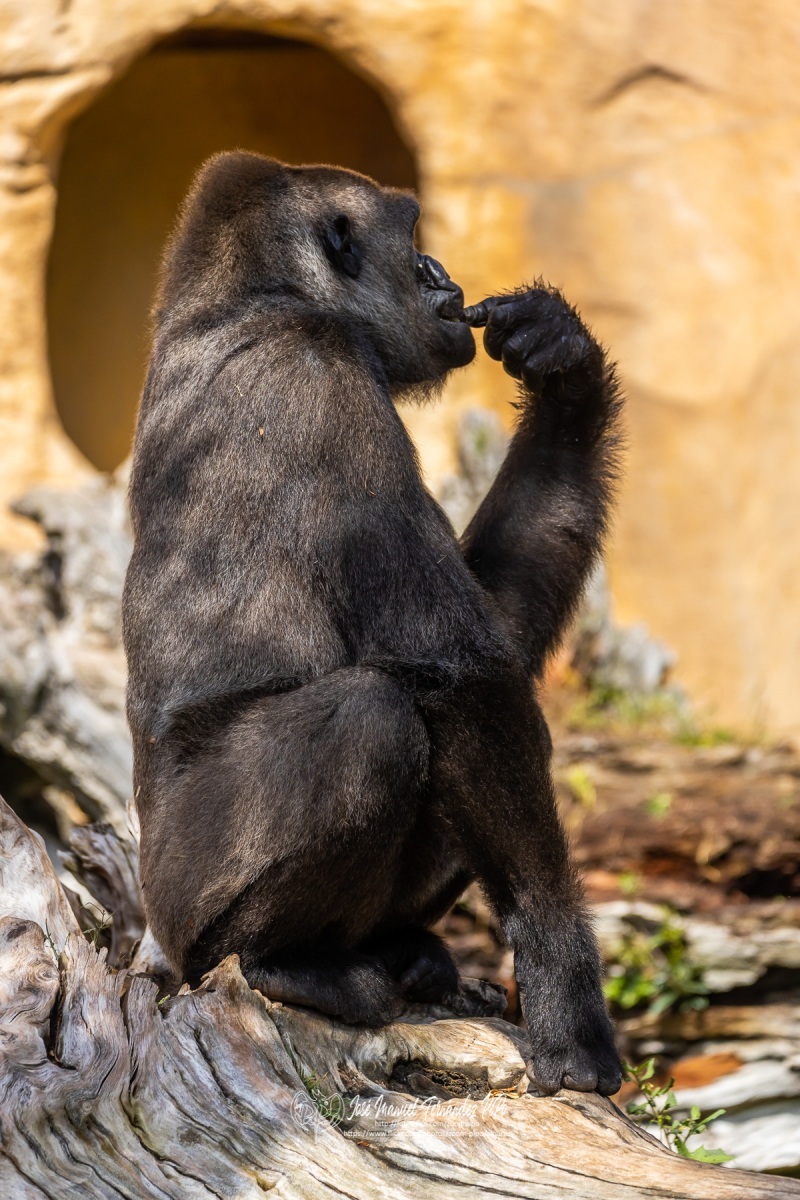 49792188286_2f9bfc527c_o