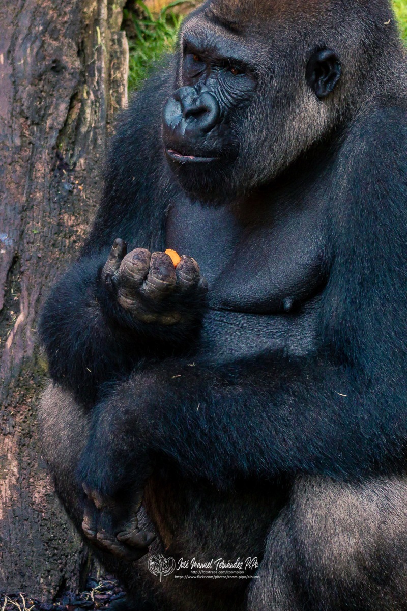 49792495392_f5d9295892_o