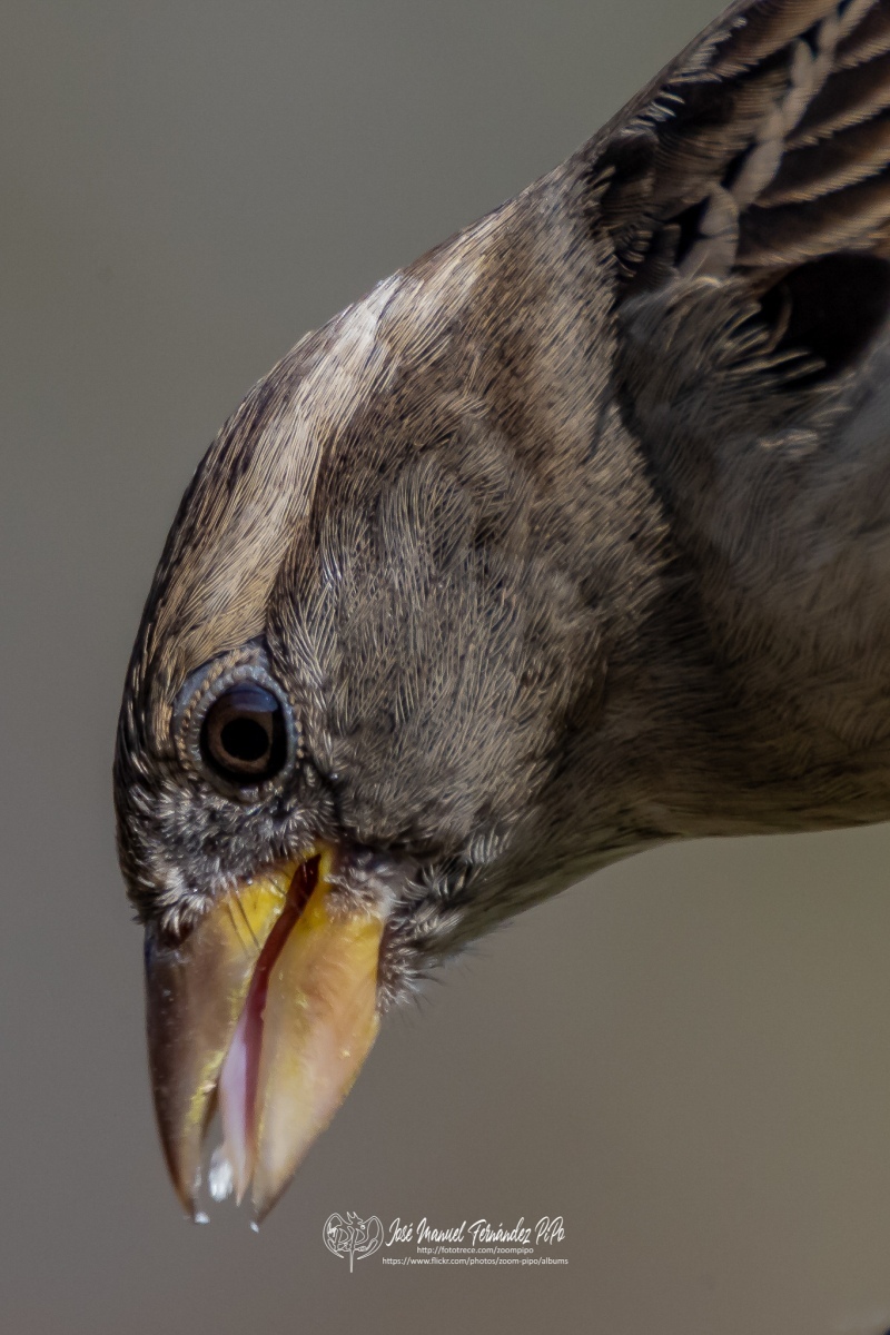 49194855987_b470b30e45_or