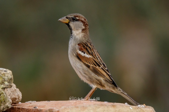 Gorrion Comun. Passer Domesticus.