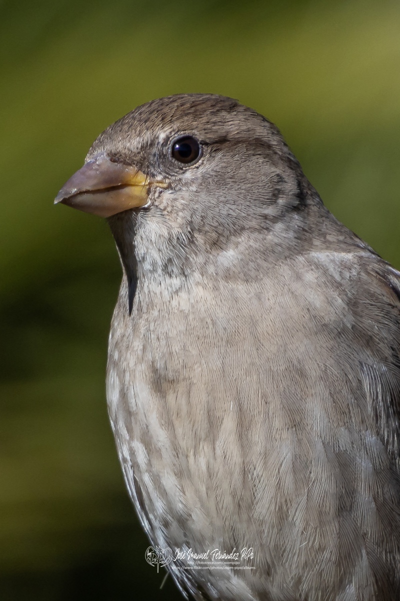 49309513047_970d0aaa5e_or