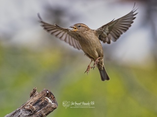 Gorrion Comun. Passer Domesticus