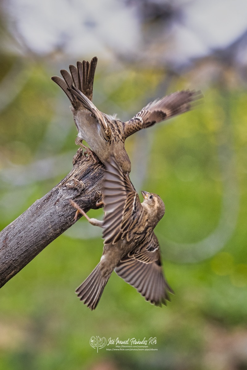 49510435167_0483e6464c_or