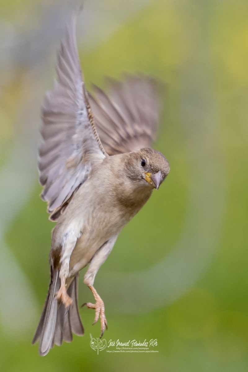 49529669072_015fc5412b_or