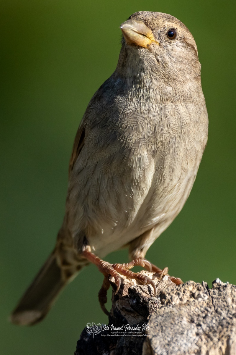 49555828963_df536b46fe_or