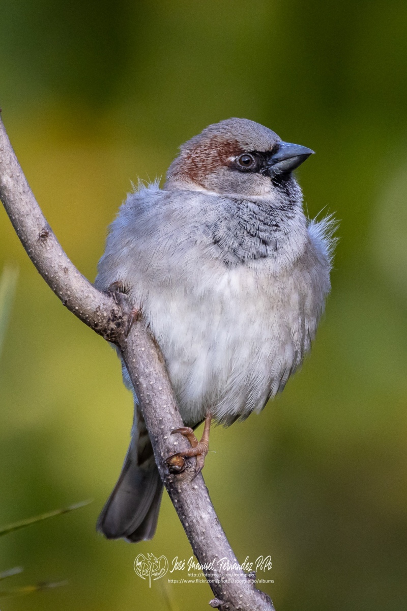 49955491311_c3d461026f_or