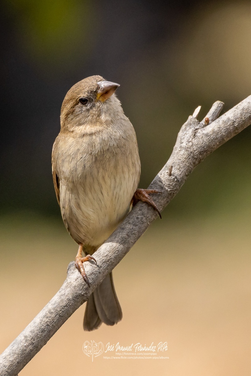 49988538711_41ec34d601_or