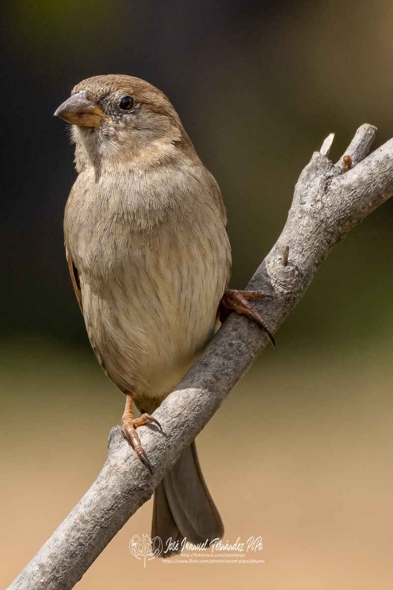 49994196946_89b3ed2f0e_or