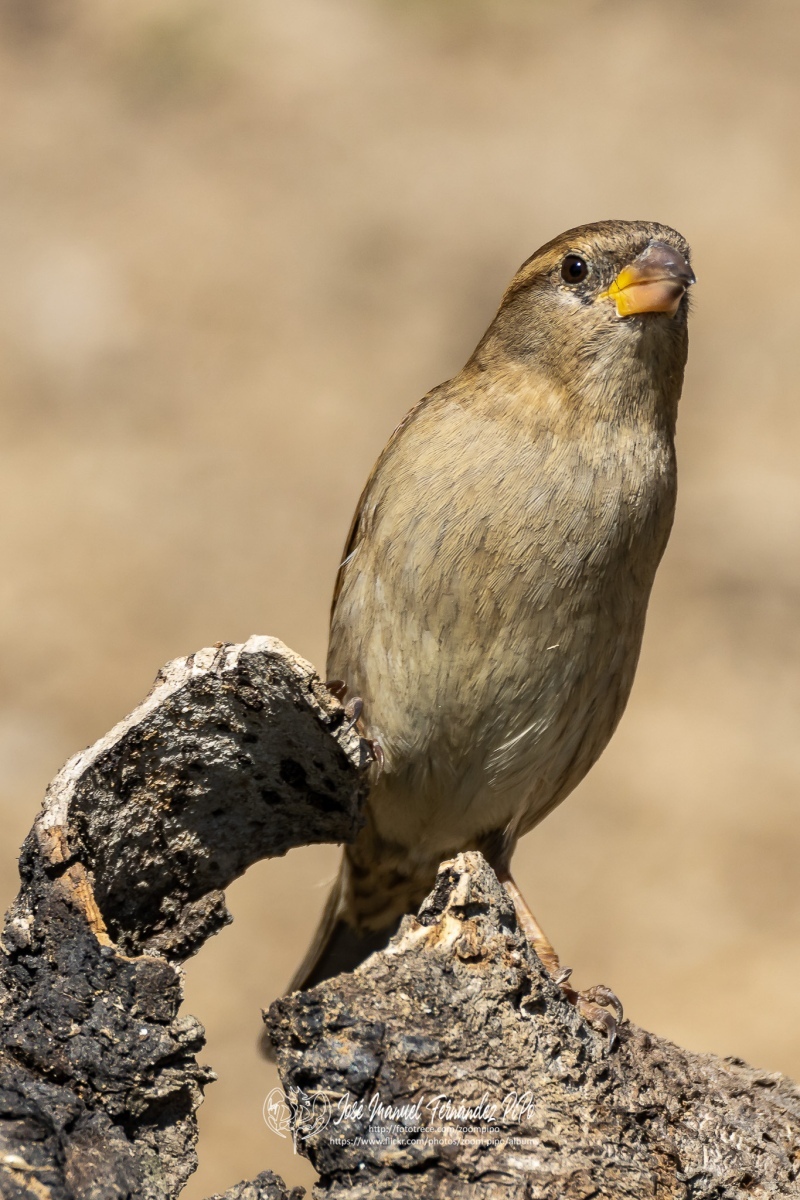 49996935528_ff27f8c023_or