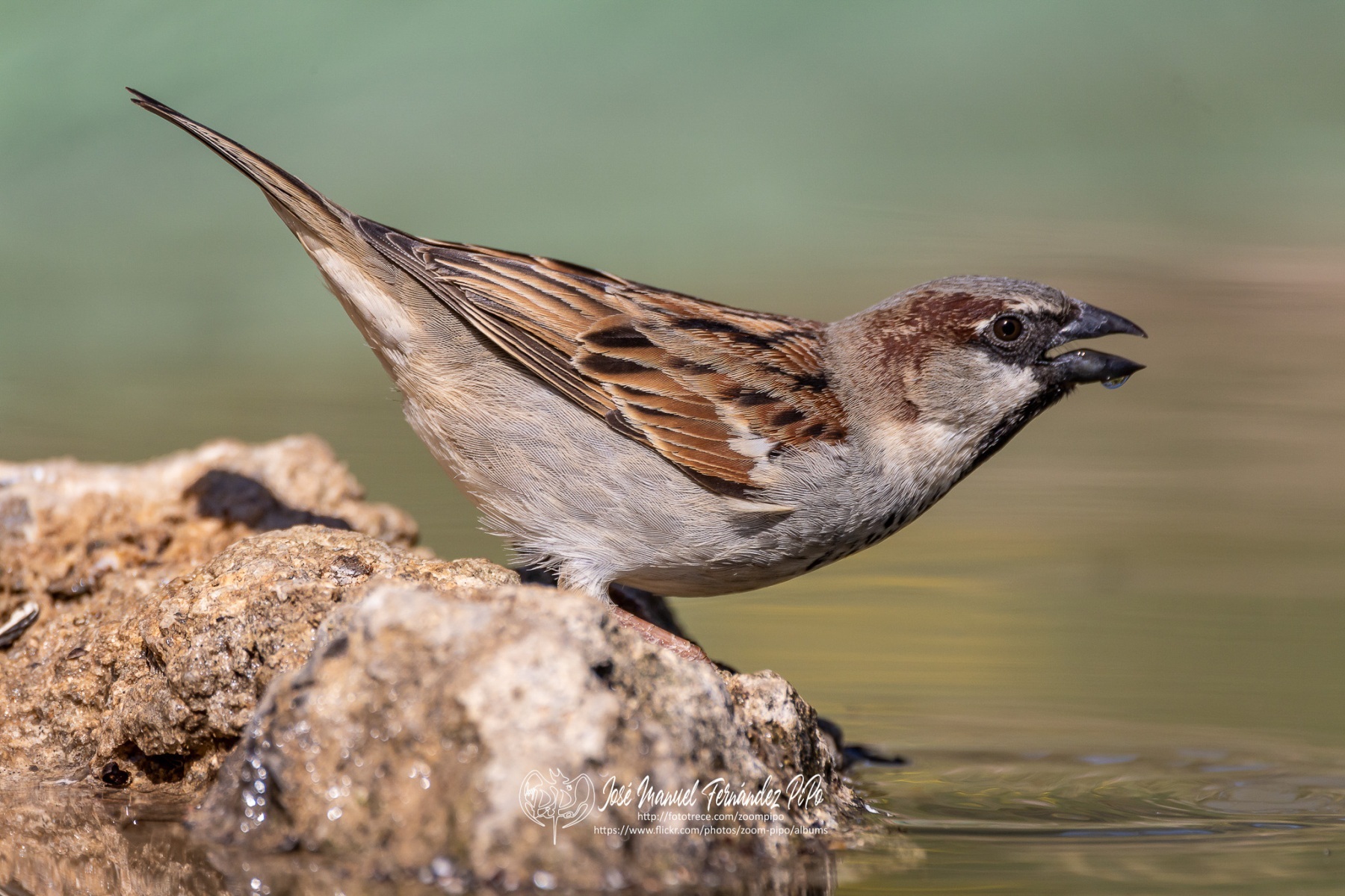 50038056956_d6bc223d2a_or