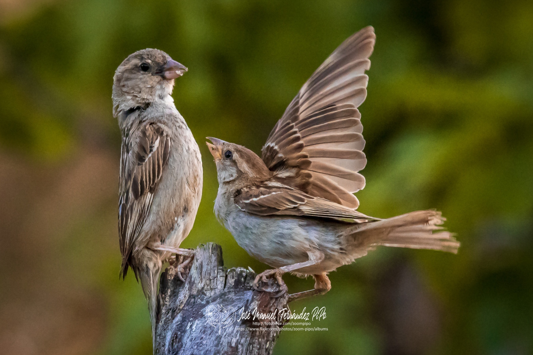 50041212791_be6fe7bcd3_or