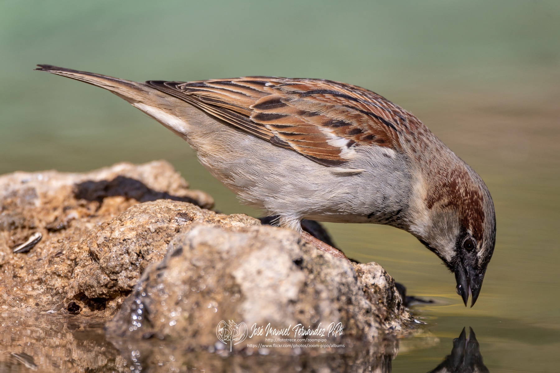 50042965113_7abc5158a7_or