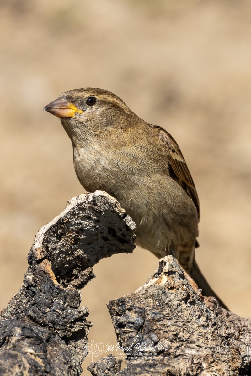 50044724176_74ffcc09a9_or