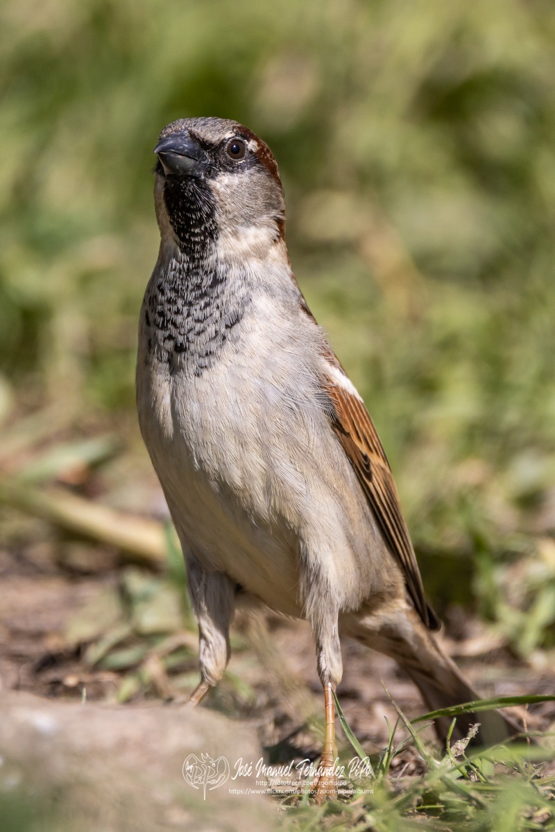 50044982277_1f352f5a1e_or