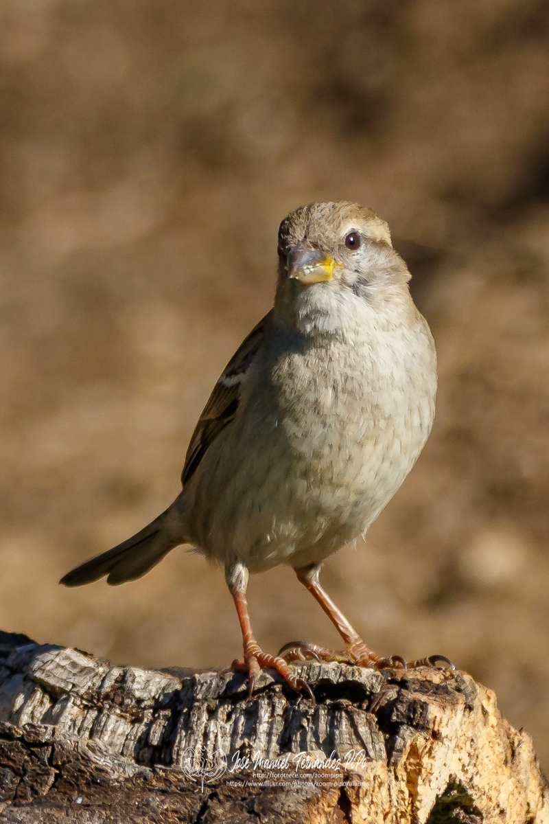 50062097538_79ae2b34f5_or