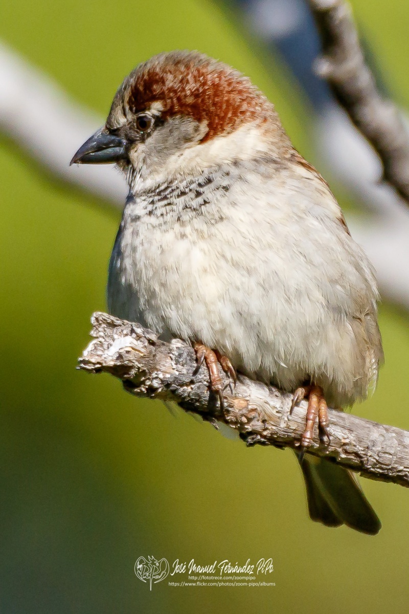 50071632362_c34dbacbc5_or